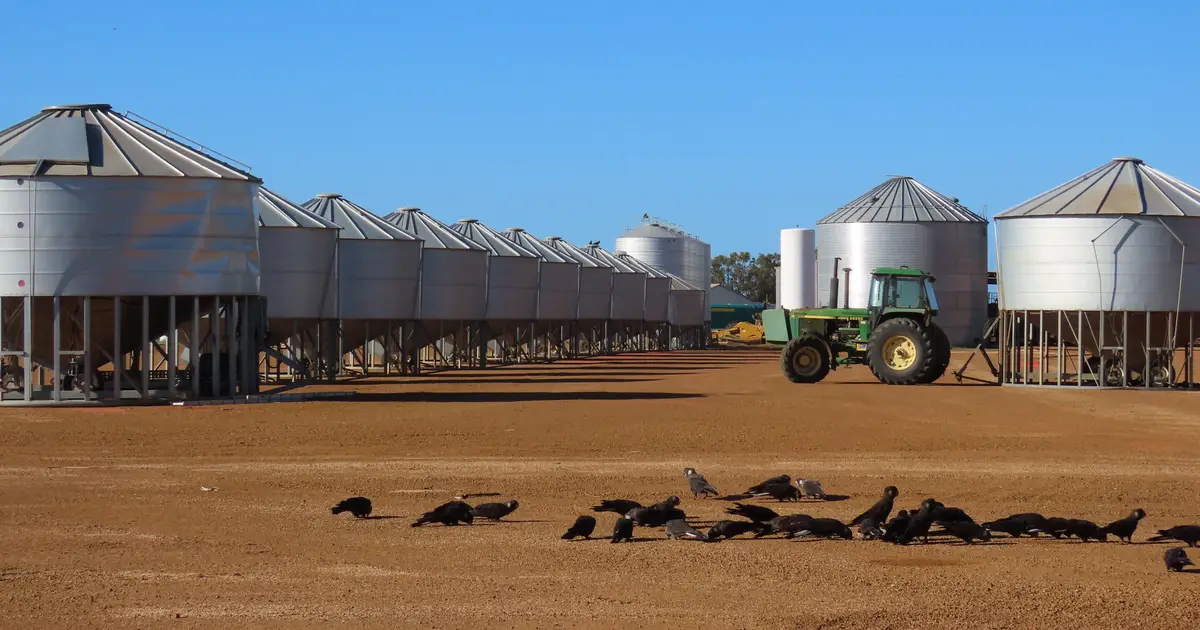 Carnaby's cockatoos exposed to dangerous pesticide concentrations in WA's Wheatbelt