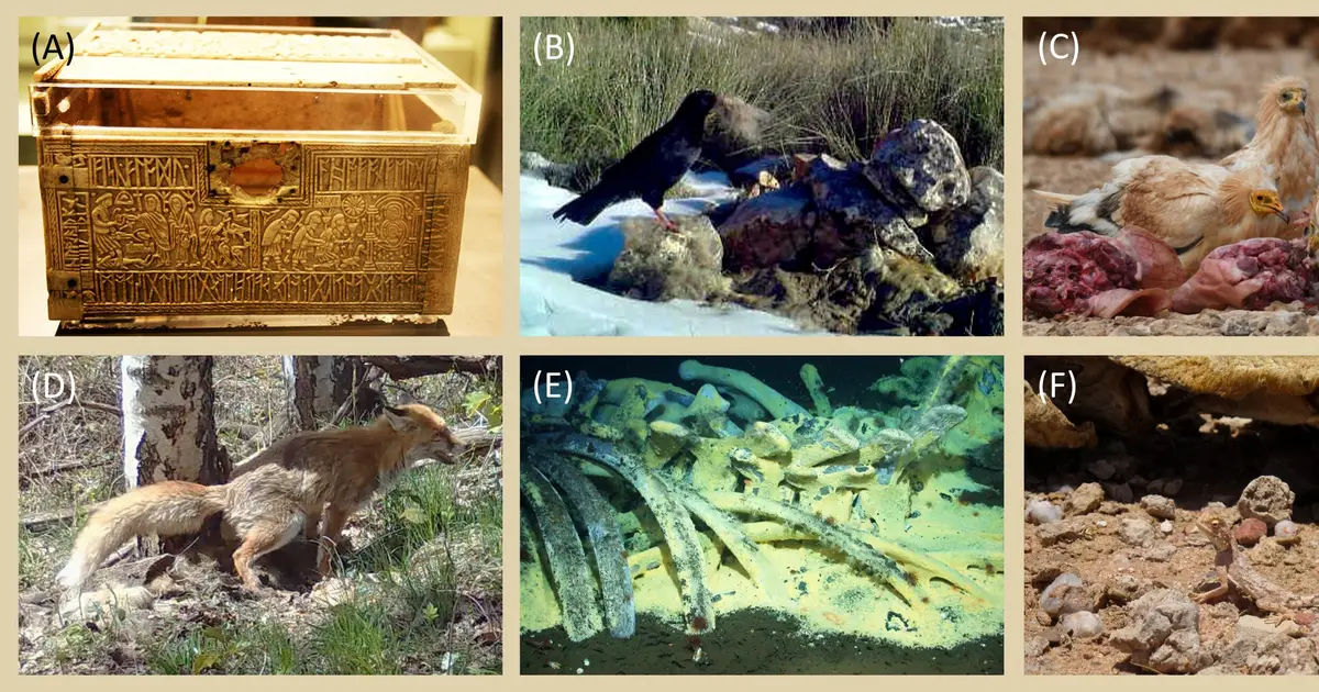 Carrion emerges as a key force shaping ecosystems, disease and human evolution