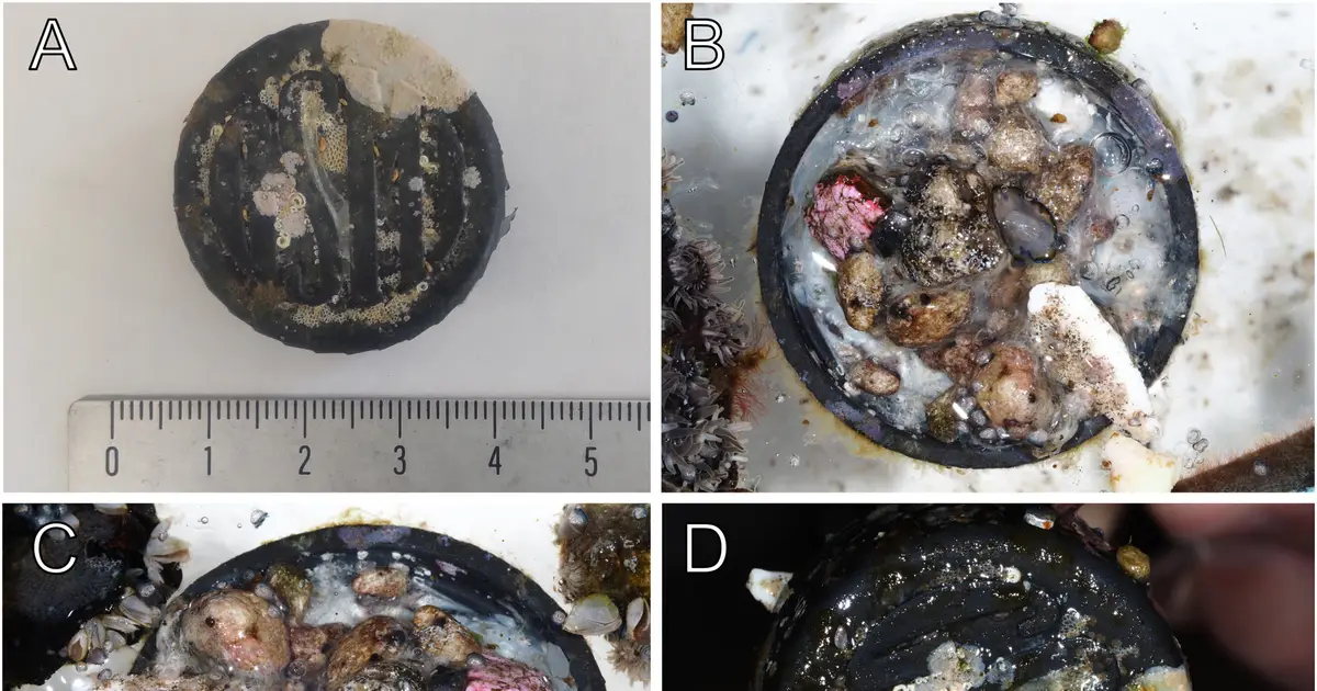 Cast away: Tracing the voyage of a plastic bottle cap and its hitchhiking marine species