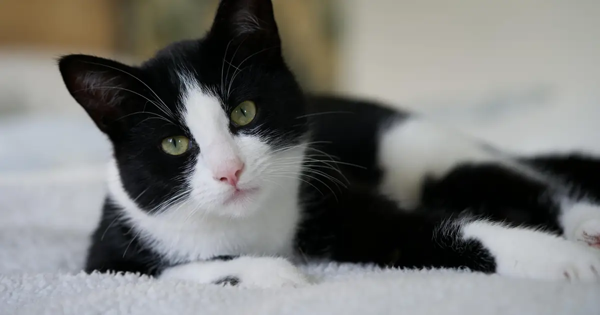 If you're feeling down, maybe don't pet your cat, new study suggests