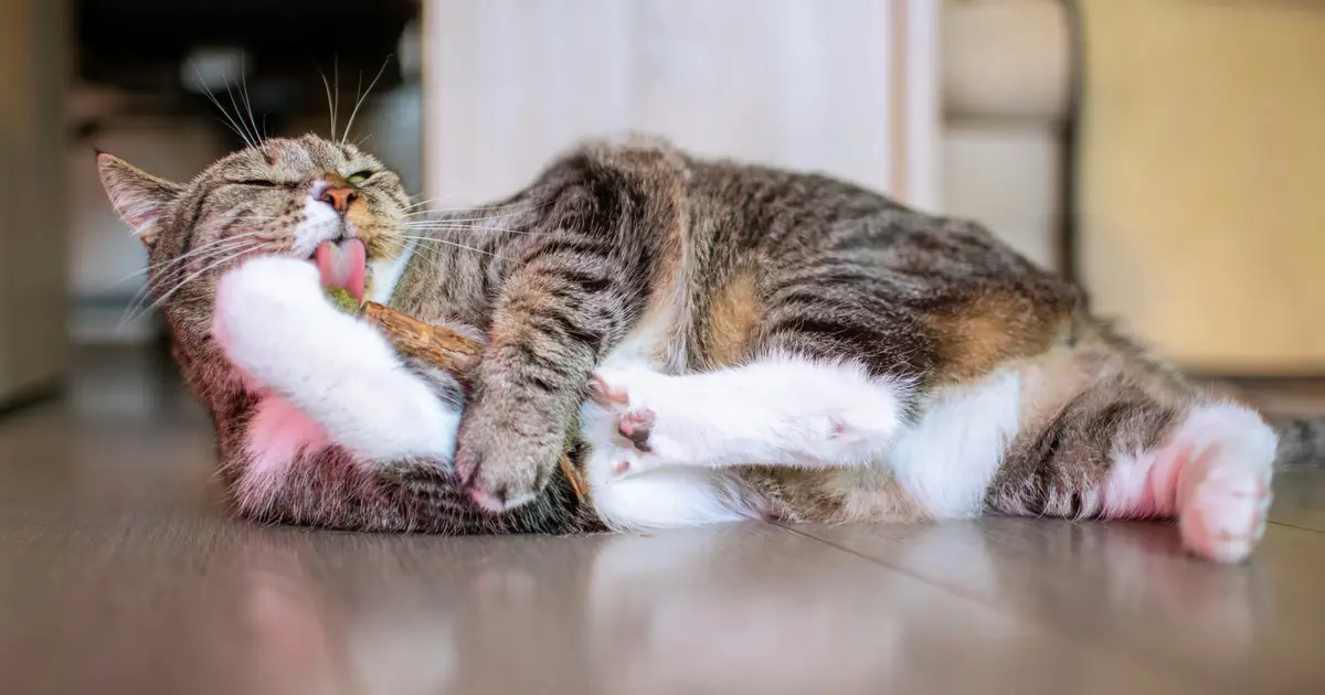 Silver vine or catnip? When cats can choose, silver vine wins