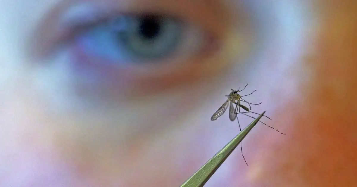 CDC urges people to prevent mosquito bites as West Nile virus season hits a strong, early start