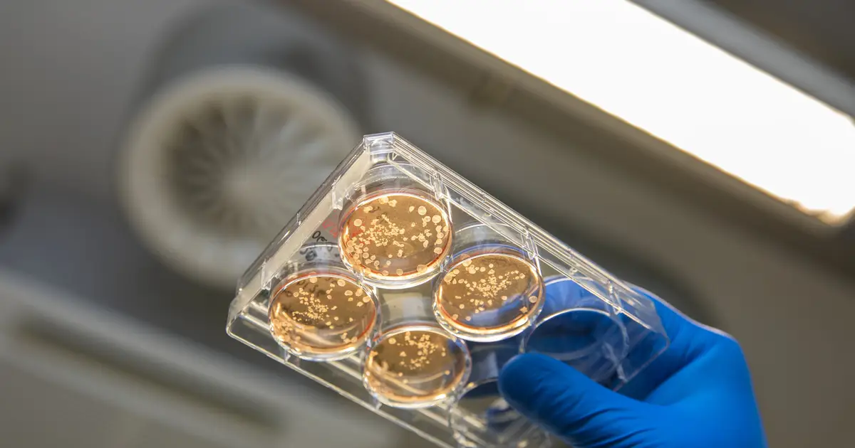 New bioreactor turns stem cells into an immune-cell factory, producing 40 million human macrophages per week