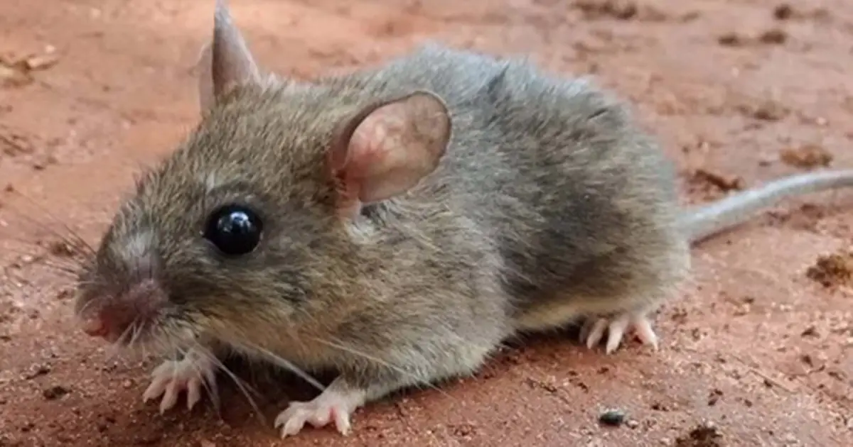 Changing climate may influence risks from deadly rodent-borne diseases