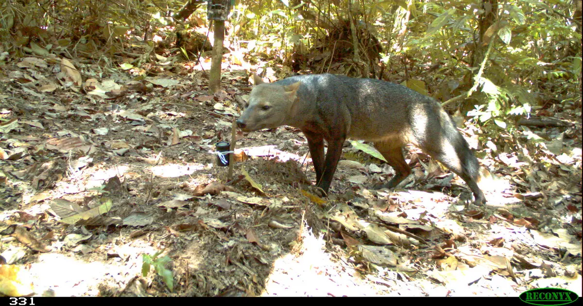 Chasing the ghost dog of the Amazon: New insights into a mythical canid