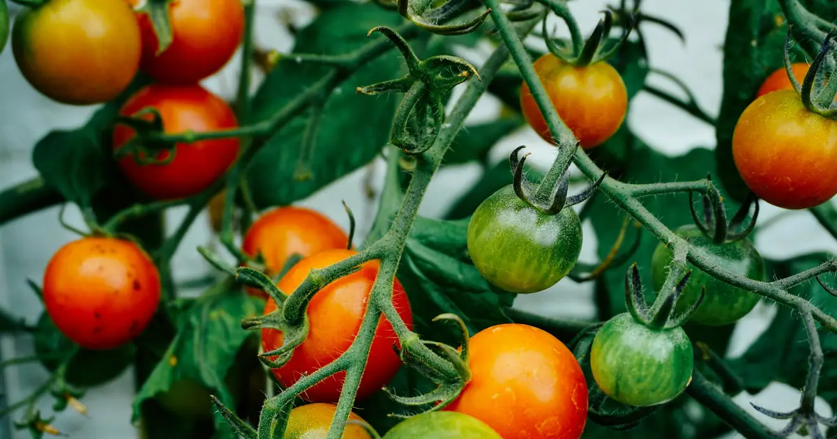 Common soil fungus could cut pesticide use while helping tomatoes grow stronger