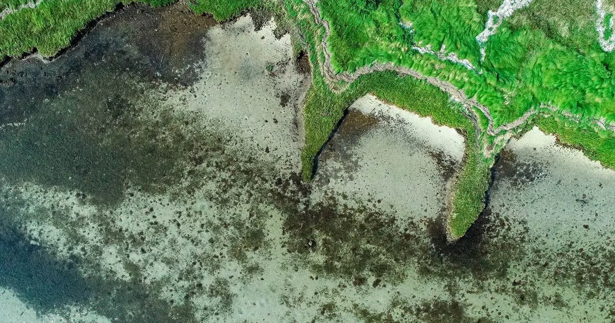 Chesapeake Bay underwater grasses increase 7%, buoyed by gains in salty waters