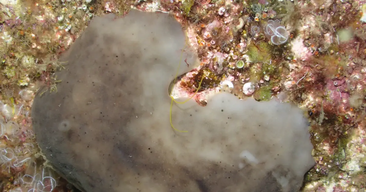 Chicken kidney sponge could be 'outstanding' at cleaning up polluted ports