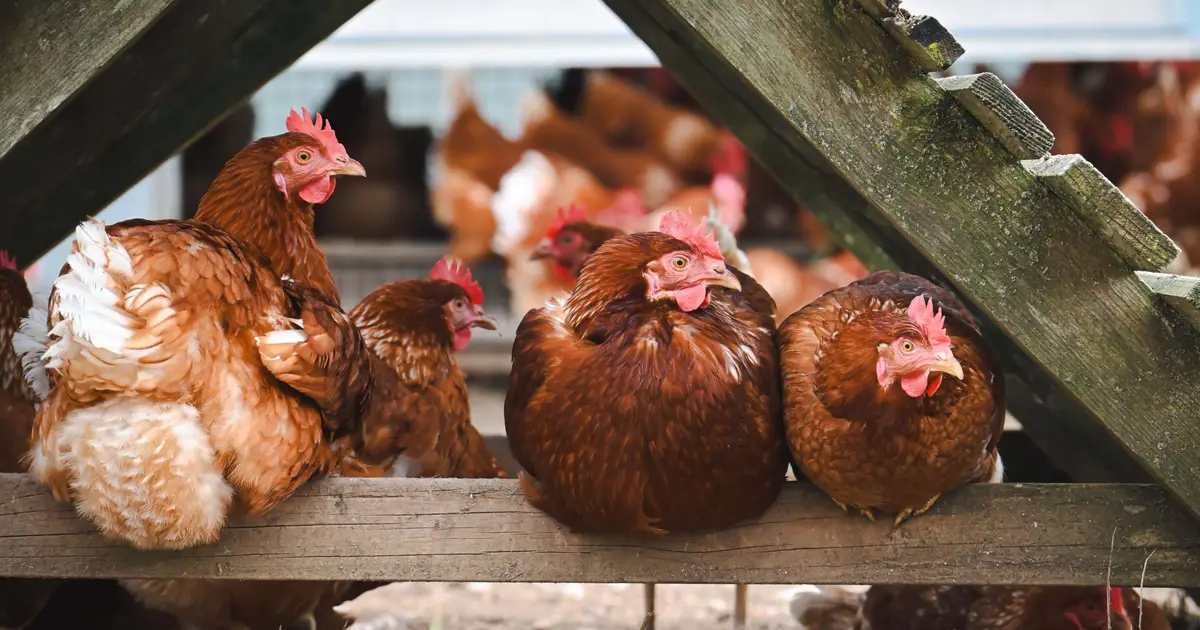 Discovery of chicken immune cells could pave the way for more effective poultry vaccines