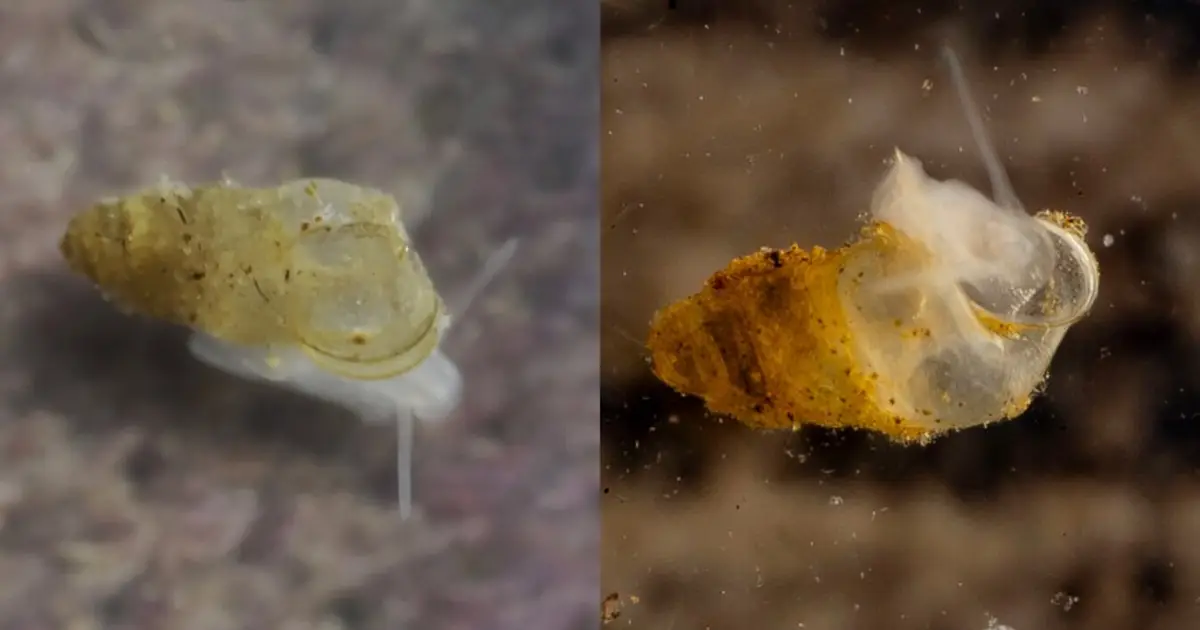 Mythical mountain god inspires name for China's first freshwater cave snail