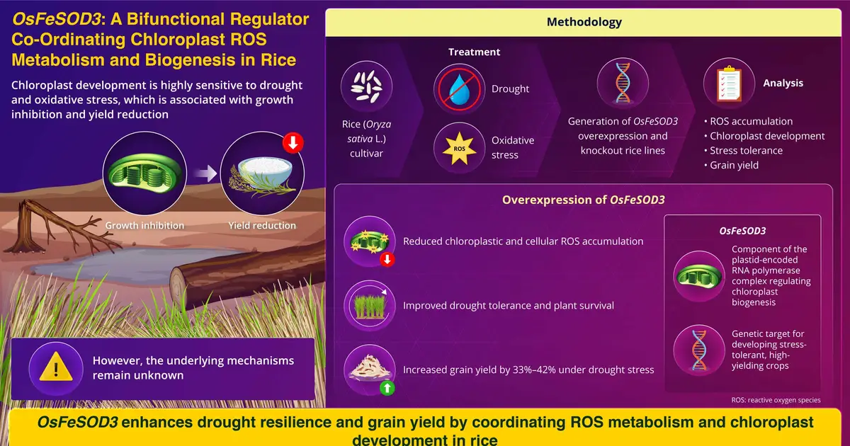 Researchers identify dual-function rice gene that boosts drought tolerance and grain yield