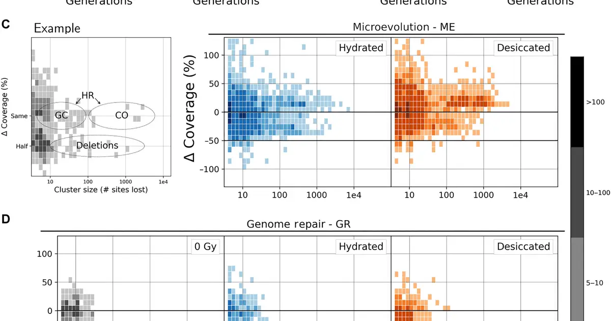 Radiation-tolerant rotifers rebuild broken chromosomes over successive generations
