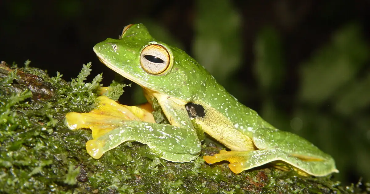 Climate change is now causing more local extinction in temperate regions than the tropics, study shows