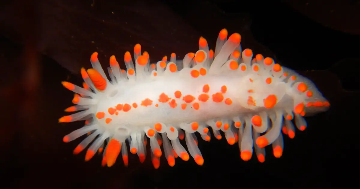 Warming seas could shrink most mollusks by 2100, but some may grow