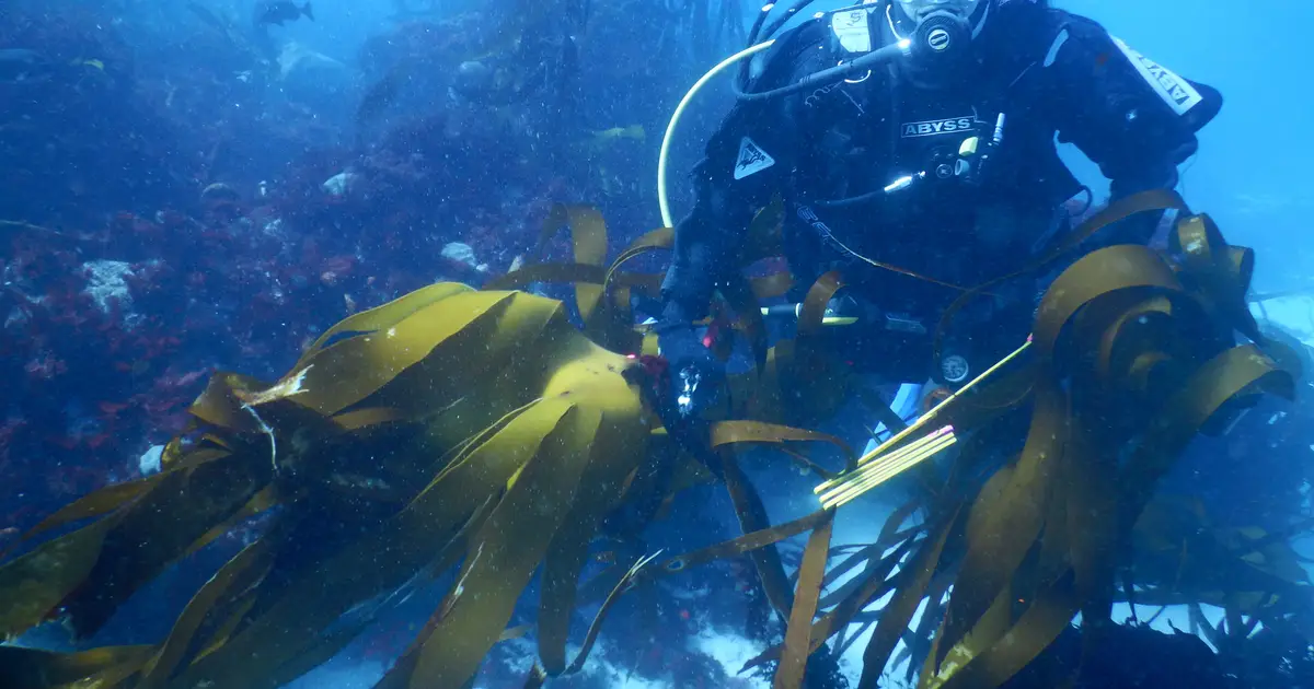 Climate change may erase 25 million hectares of kelp forests by 2050