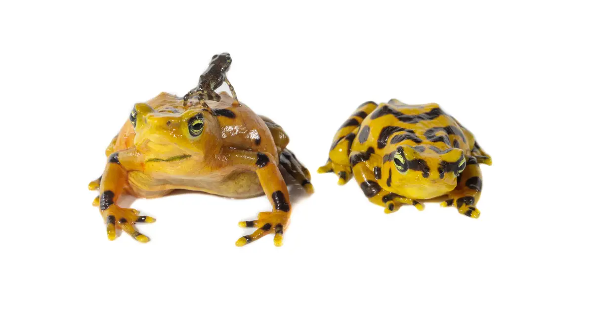 Climate refuges may be key to restoring imperiled amphibians