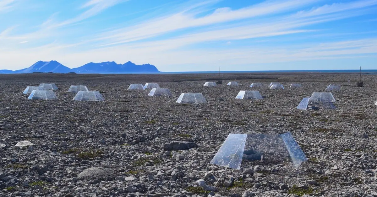 Climate warming causes bleaching in key Arctic lichen, study finds