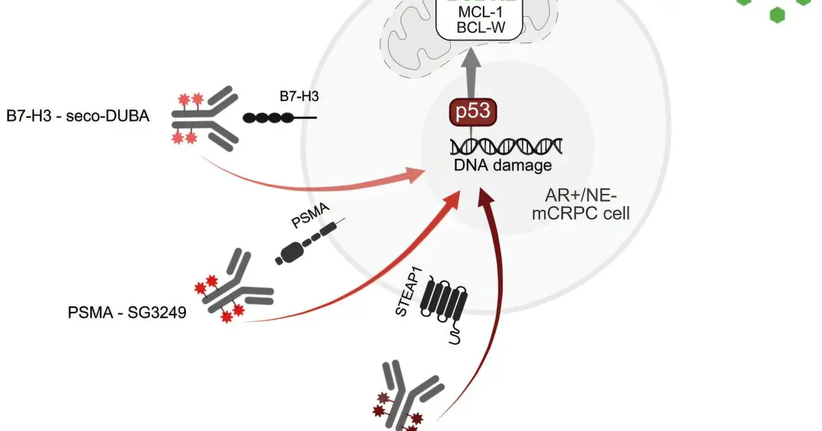 Combination of targeted therapies could help overcome treatment resistance in advanced prostate cancer