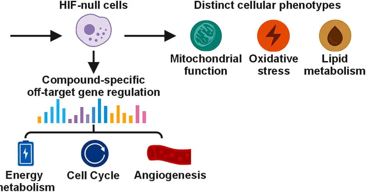 Common anemia medication shows unexpected potential in cancer treatment