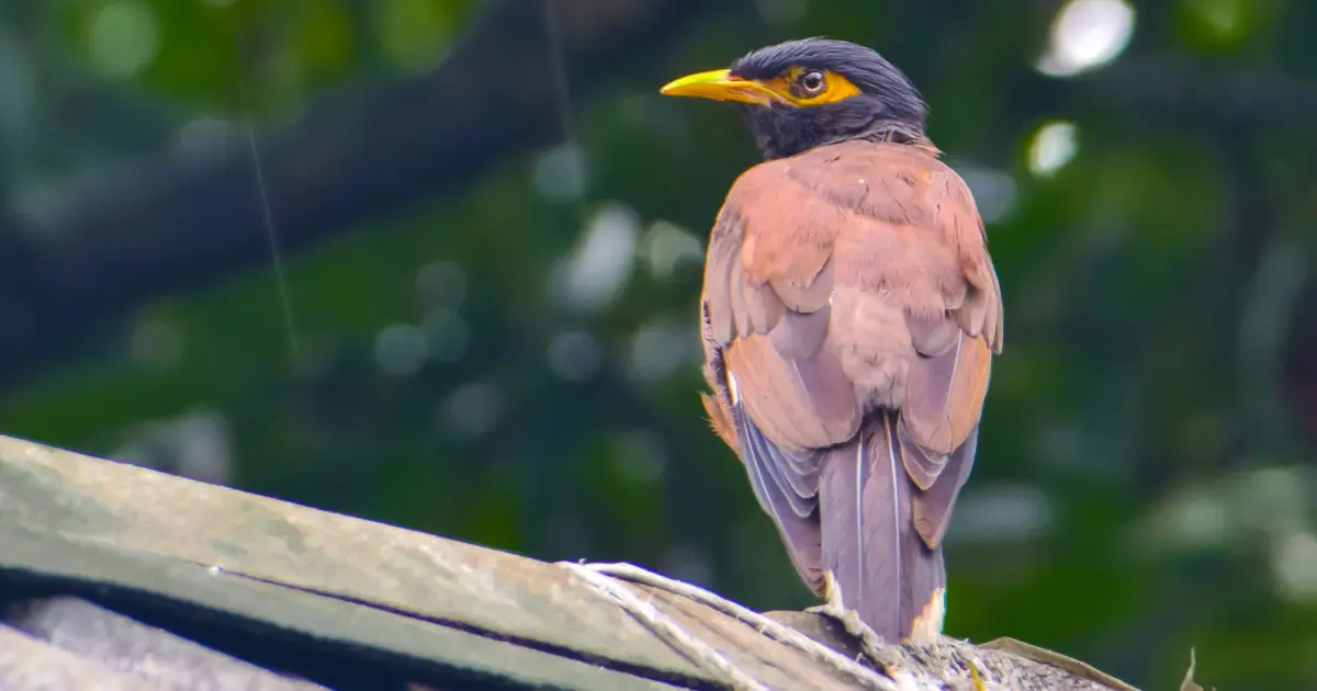 From 'gentle' and 'graceful' to the 'cane toad of the sky': How Australia turned on the common myna
