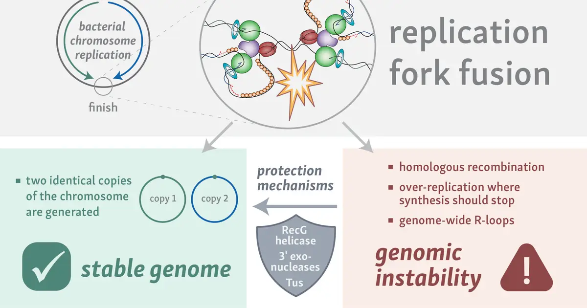 Completing DNA replication triggers genomic instability in bacteria