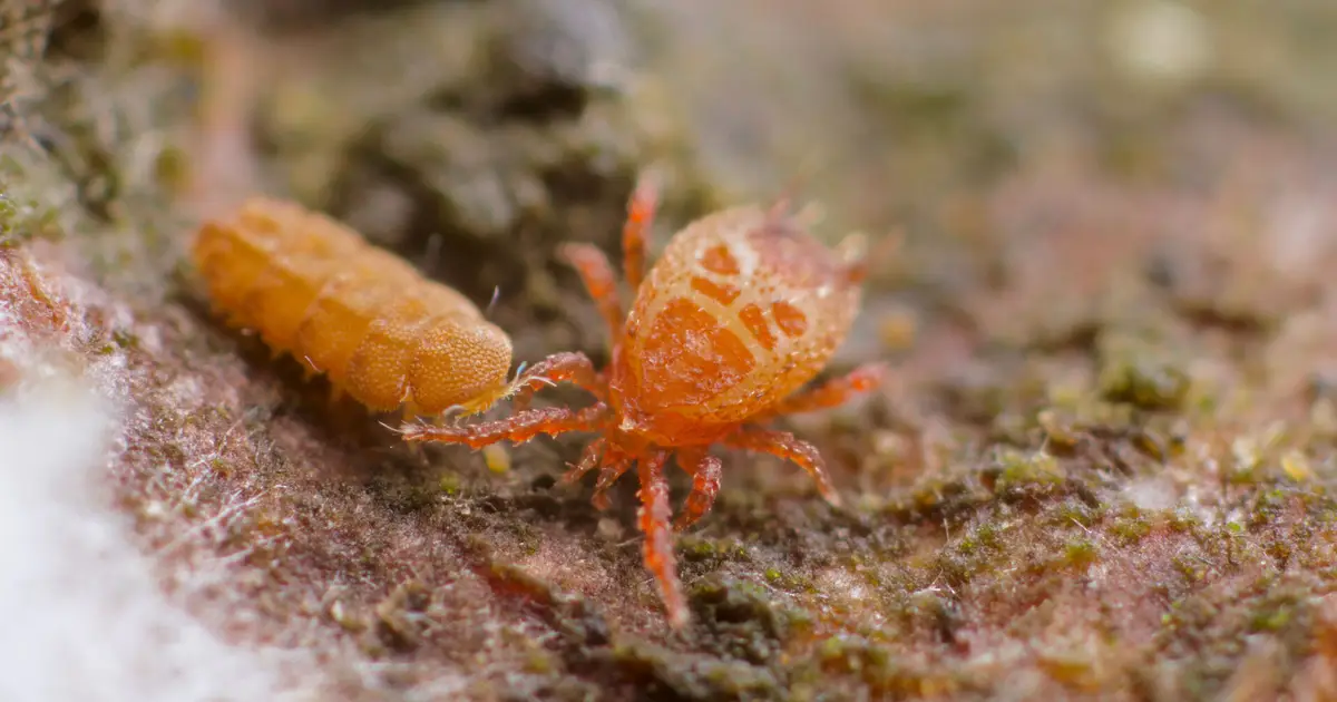 Complex food webs sustain ecosystem functioning