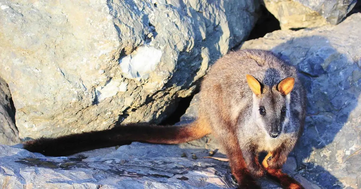 Complex habitat crucial to brush-tailed rock-wallaby survival
