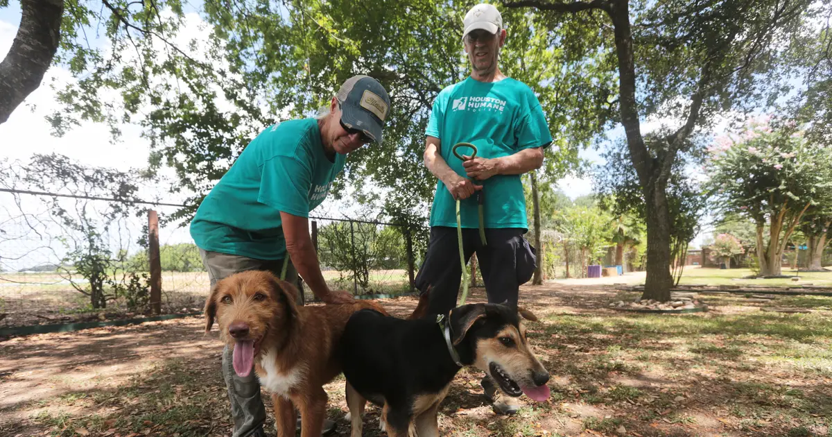 Concerns about the New World screwworm have put Texas pet adoptions on hold