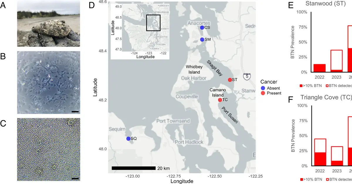 Contagious cancer likely crossed an ocean, triggering severe outbreak in Pacific Northwest clams