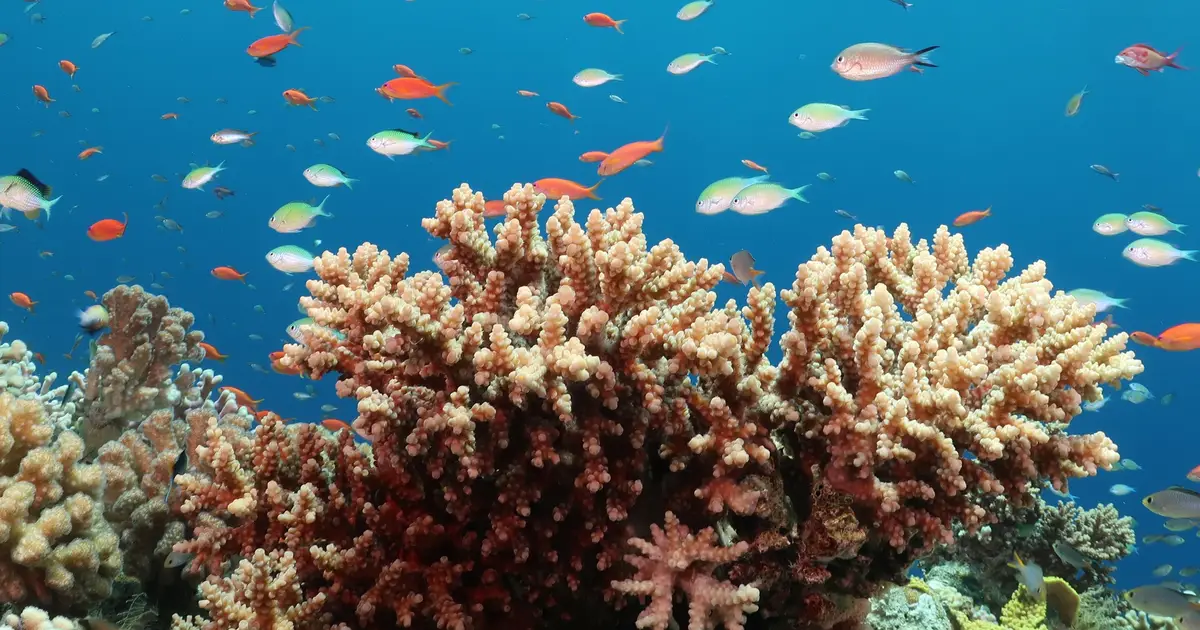 Corals have a hormonal clock and it looks surprisingly like ours