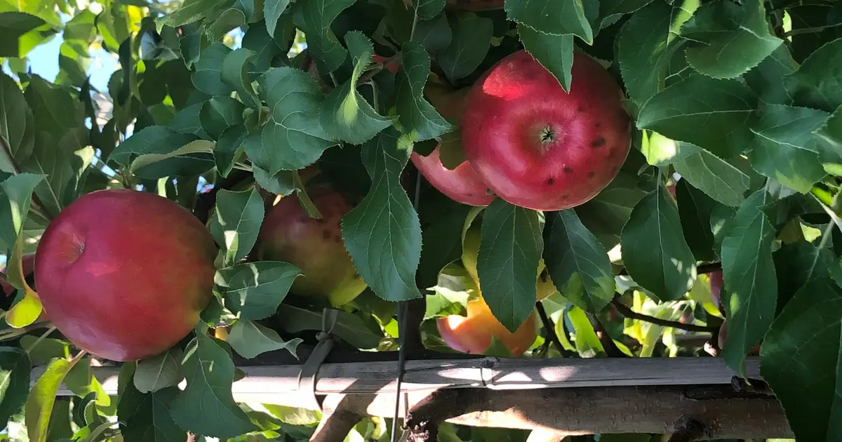 Costly dead-tissue disorder in apples caused by faster growth rates