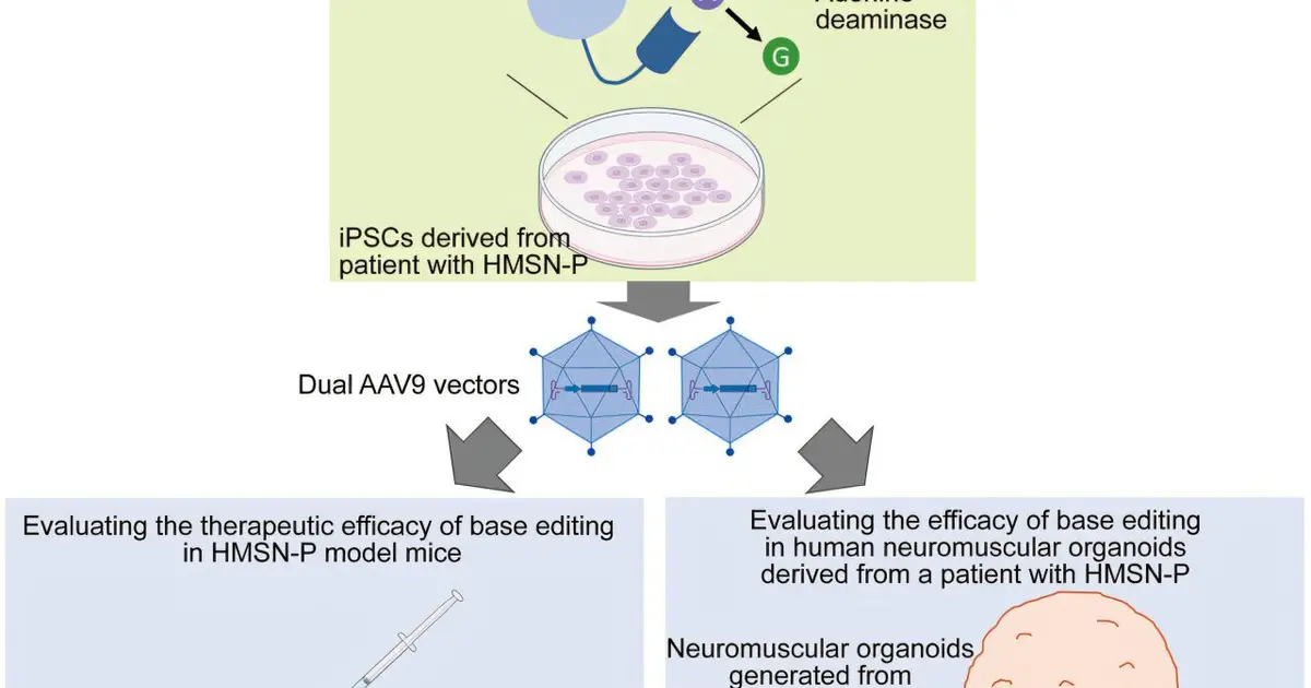 Base editing corrects mutation and slows motor neuron disease in mouse model