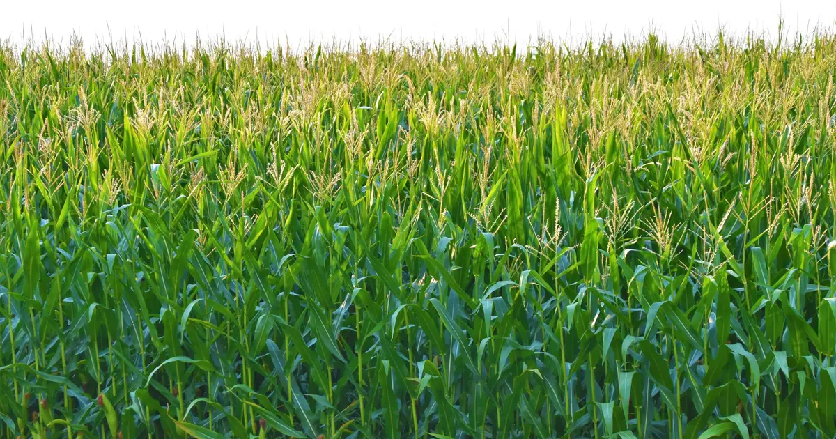Cover crops could ease the shift from perennial seed to annual crops