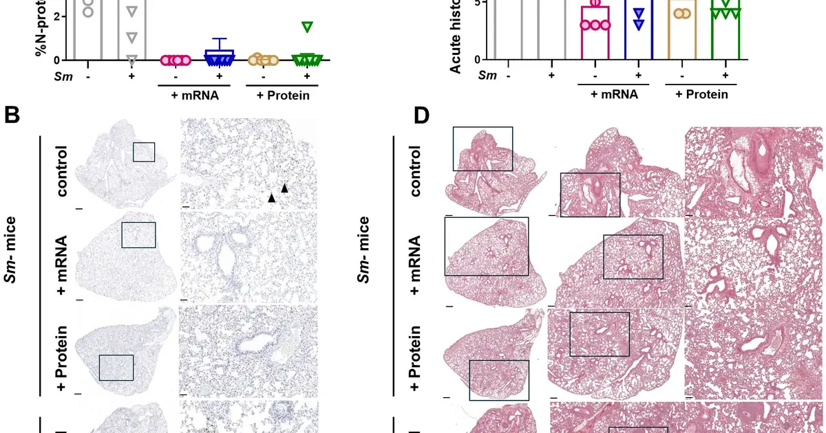 COVID-19 vaccines remain effective despite helminth-induced immune modulation