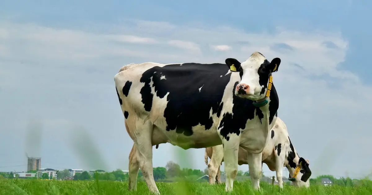 Similarity between human and bovine cells could advance drug discovery