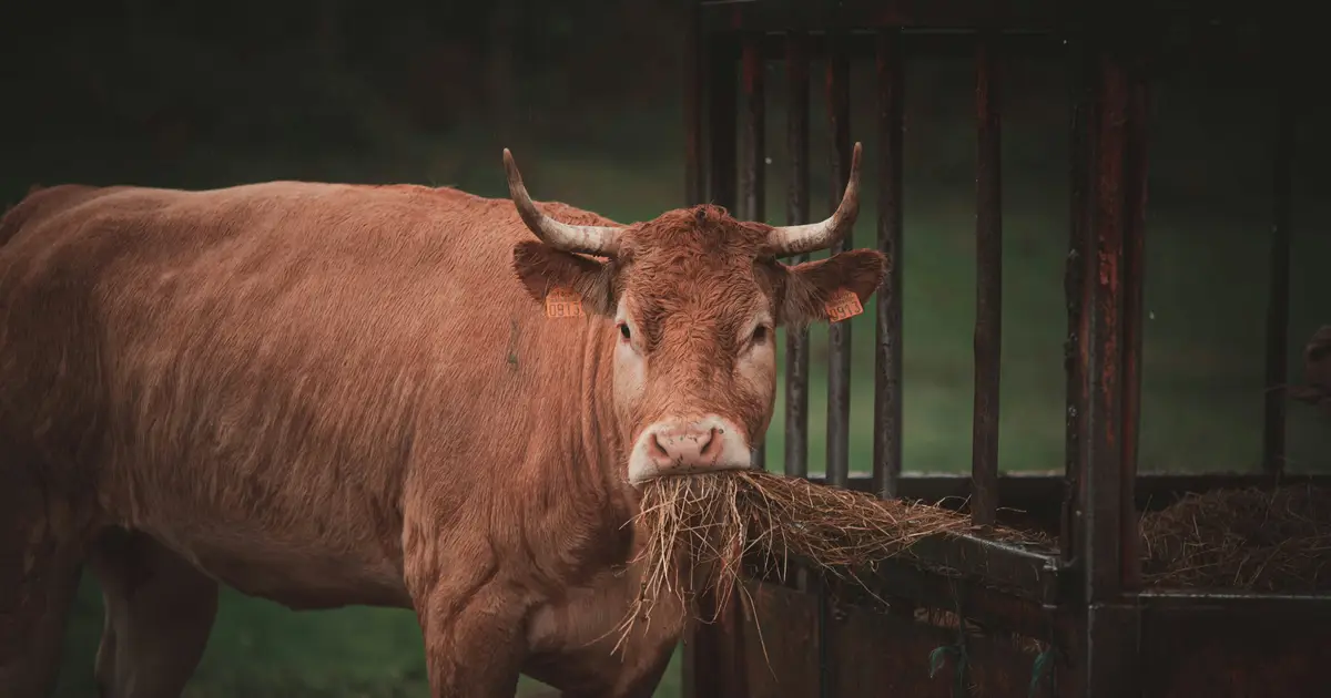 Seaweed study unlocks surprising solution for cattle nutrition and sustainable agriculture