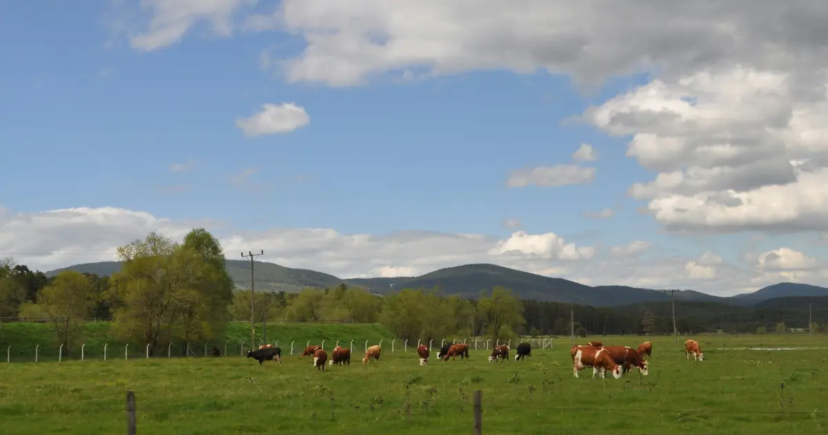 Study documents beef industry group's early efforts to counter climate concerns
