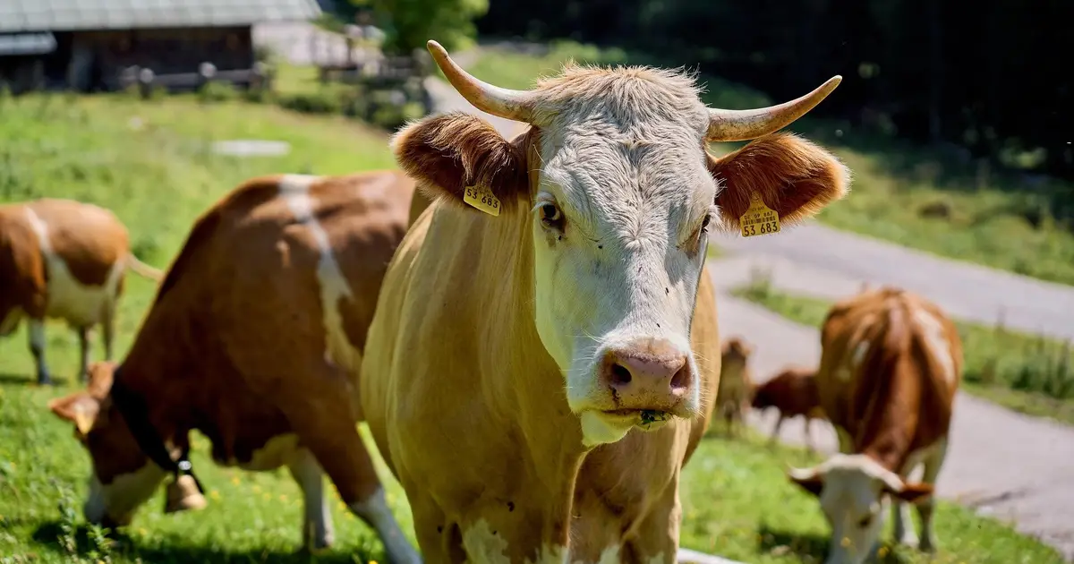 Farm-based nanopore sequencing study reports reliable genetic testing results