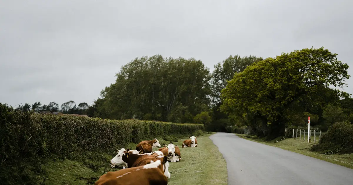 Researchers identify rubber-related chemicals in Swiss milk