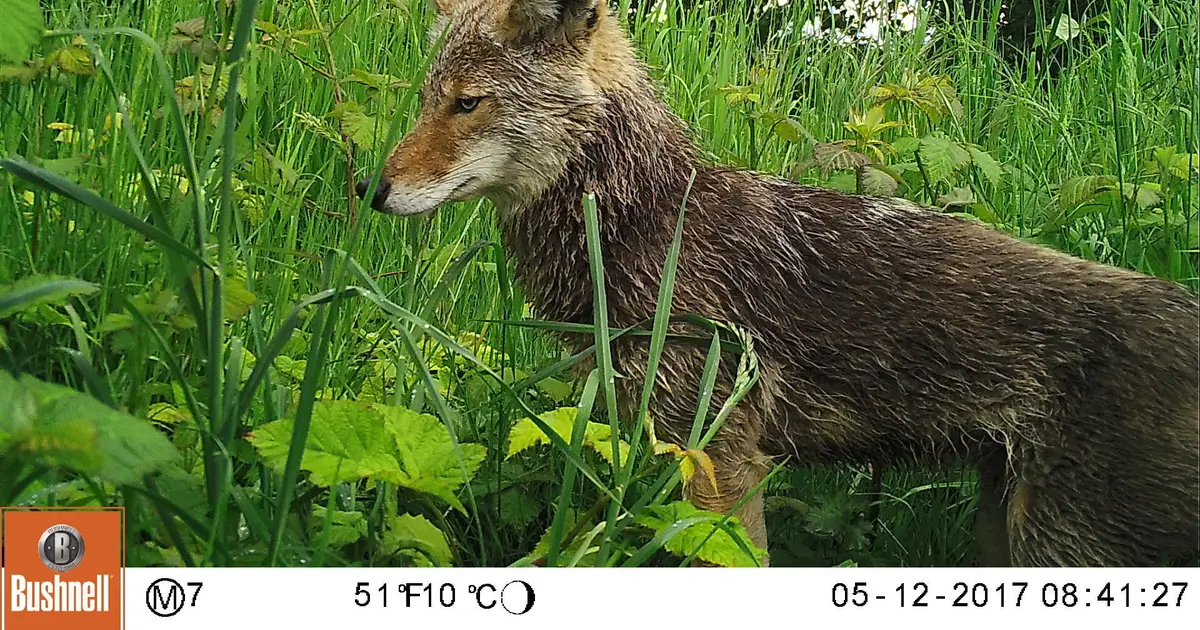 Coyote density is 9 times higher in Seattle than in Washington's wildlands