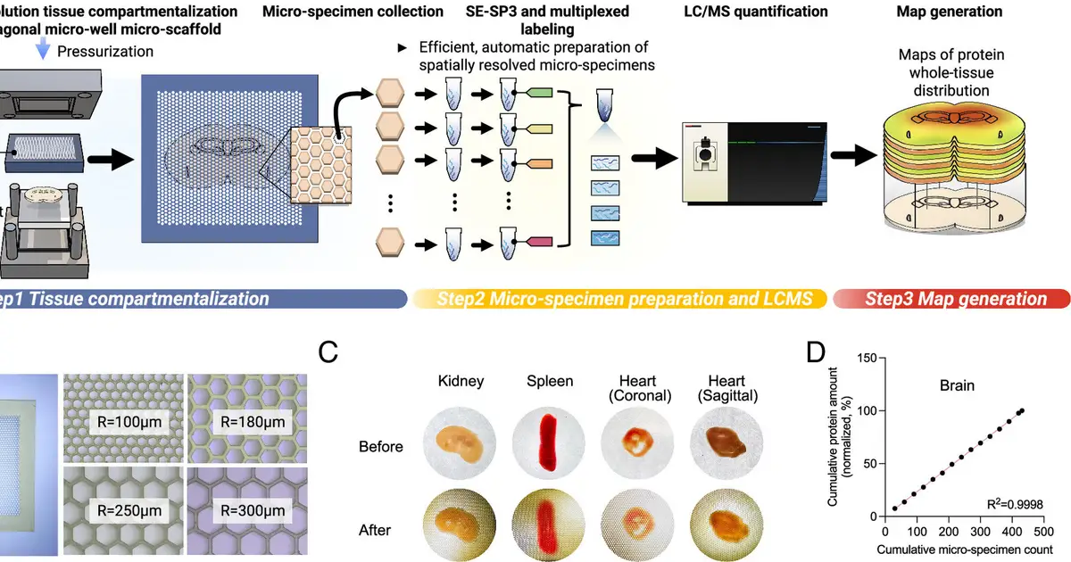 Creating 'satellite maps' of thousands of proteins across tissue could transform drug therapies