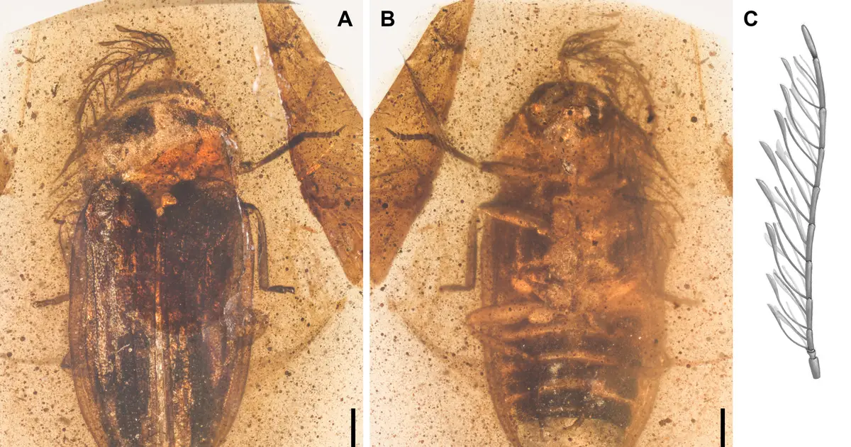 Cretaceous beetle fossil reveals early evolution of firefly sensory and signaling systems