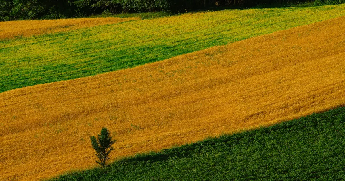 Precious drops: Spray helps crop farmers facing declining rainfall