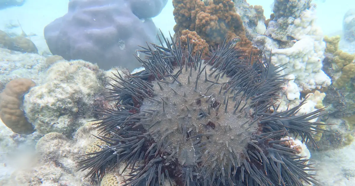 Crown-of-thorns starfish can help reefs thrive