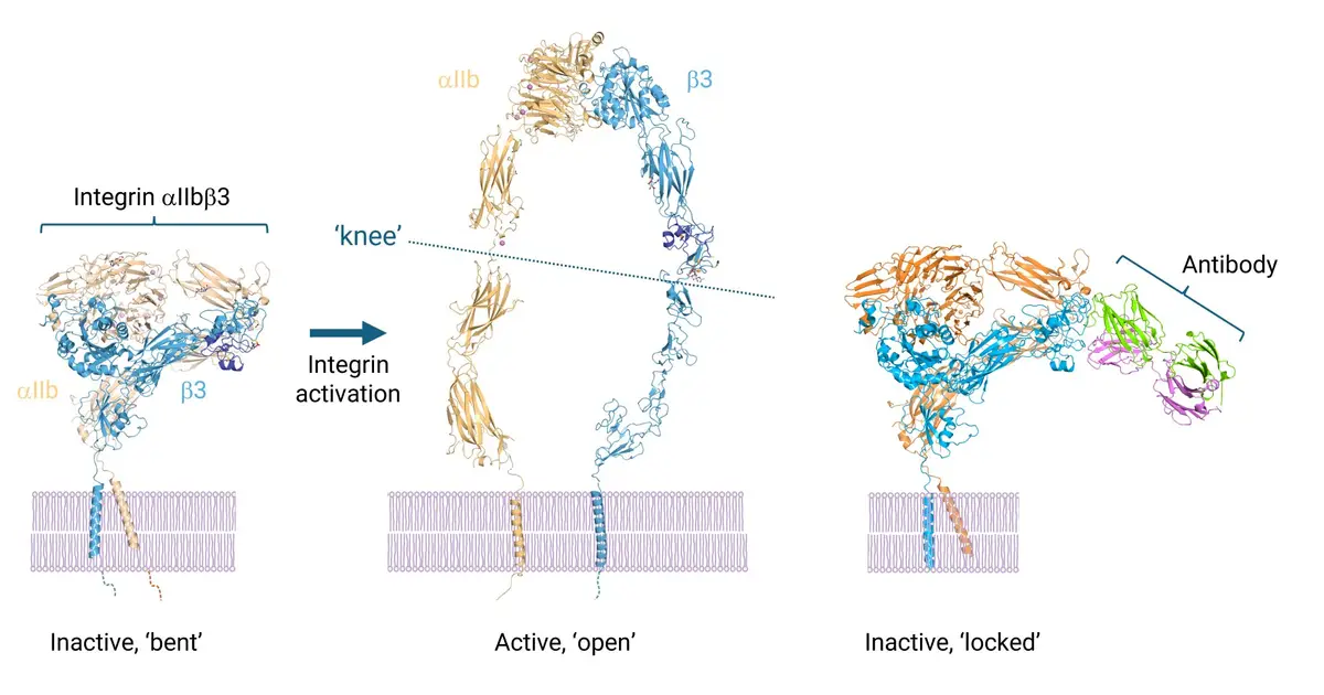 Crystal-clear images reveal how pregnancy antibodies cause harm in babies
