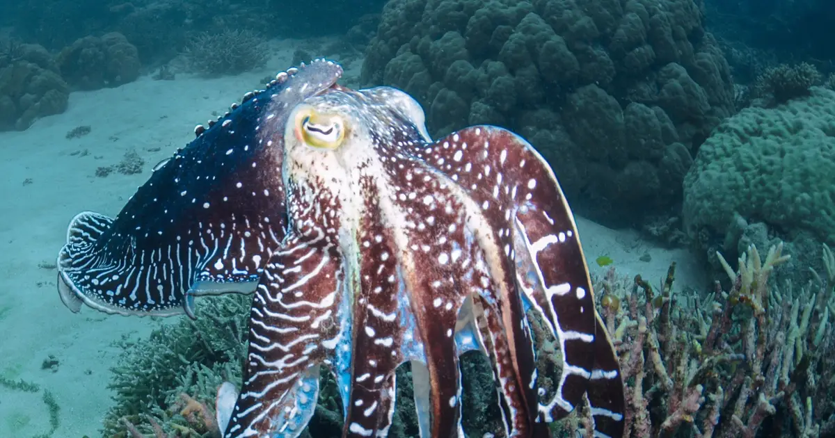Australia is home to the only mass cuttlefish gathering in the world. This year these giants didn't return