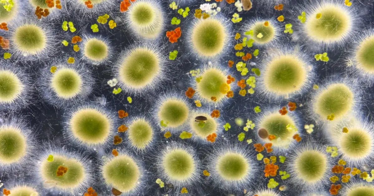 Cyanobacterium found in clean lakes shows little toxic potential