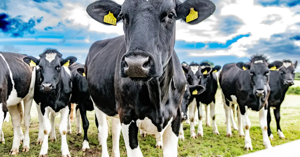 Report identifies investment priorities for low-emissions agriculture