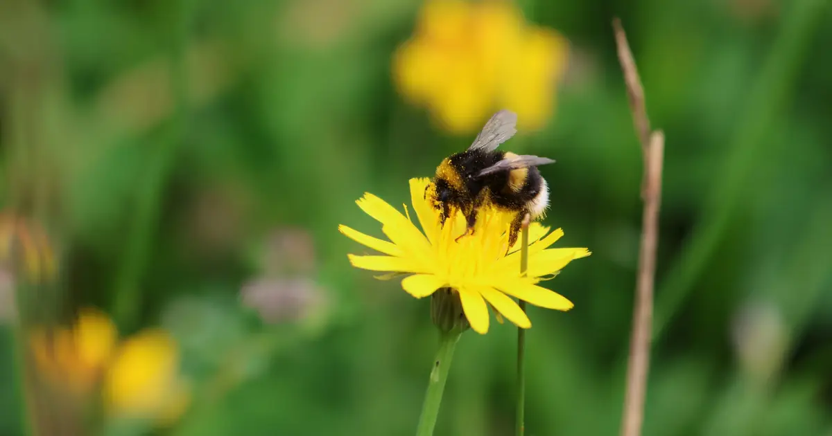 Why bees are struggling to survive this summer