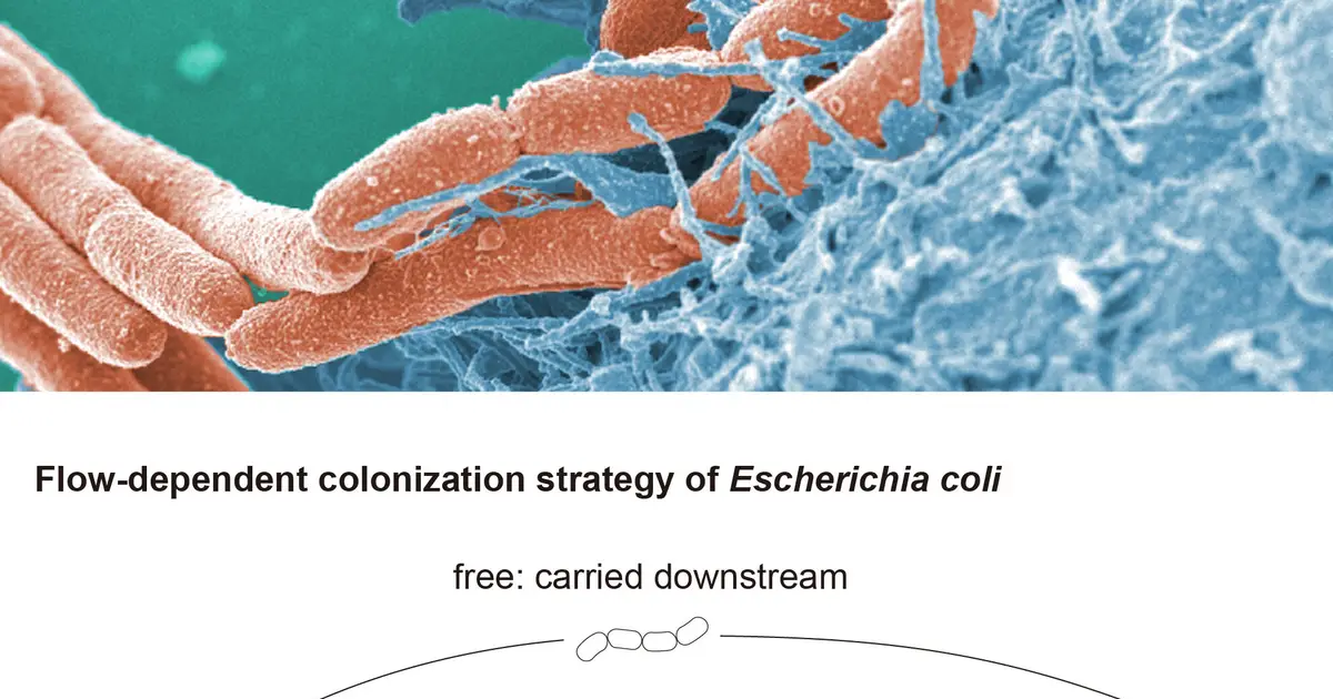 Scientists discover dispersal mechanism and new gene family in harmful E. coli strains
